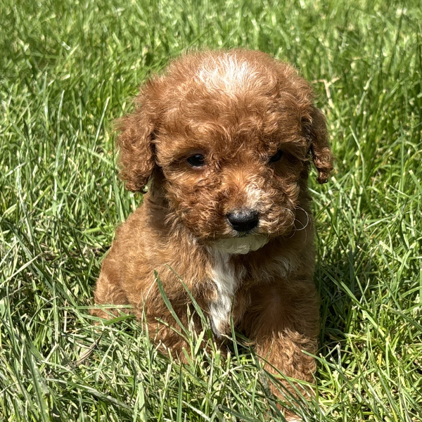 Micro-Goldendoodle-Pups