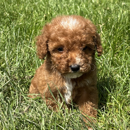 Micro-Goldendoodle-Pups