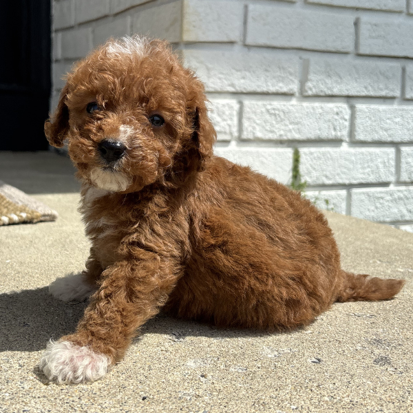 Micro-Goldendoodle-Pups