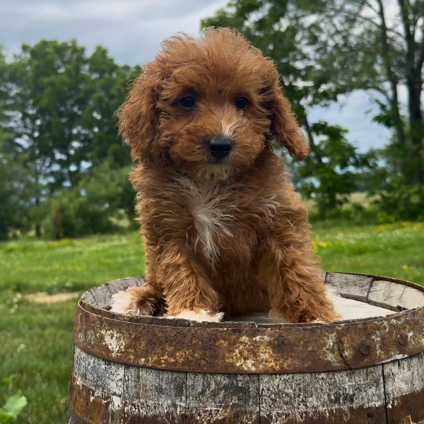 Goldendoodle-Puppy