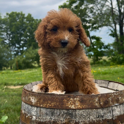 Goldendoodle-Puppy