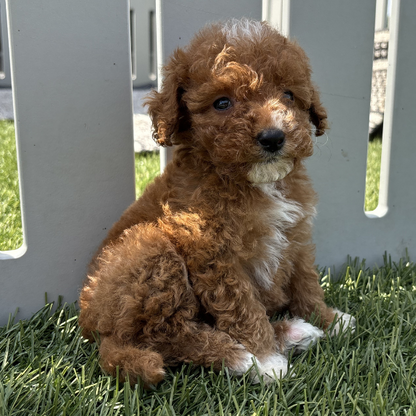 Micro-Goldendoodle-Pups