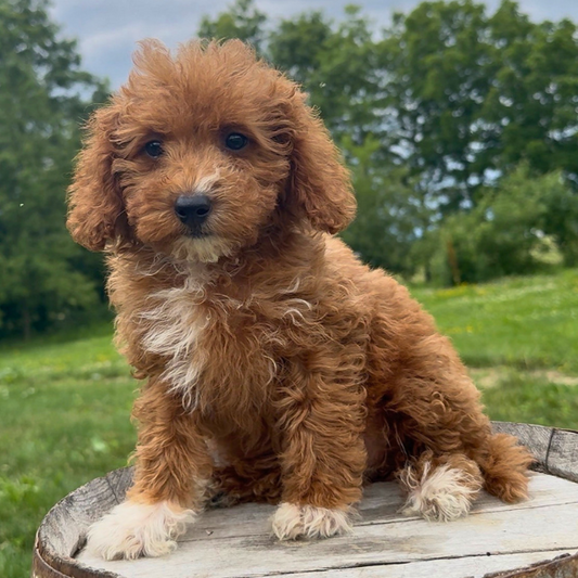Goldendoodle-Puppy