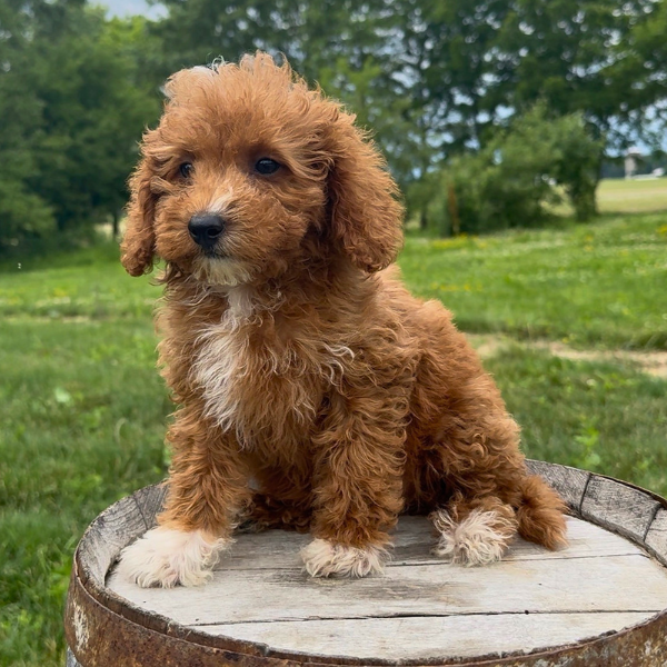Goldendoodle-Puppy