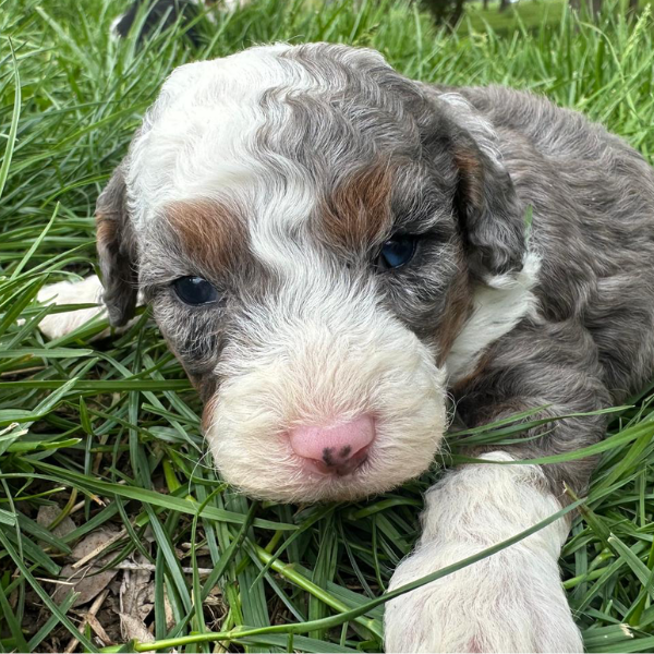 Merle-Bernedoodle