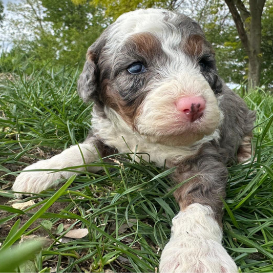 Merle-Bernedoodle