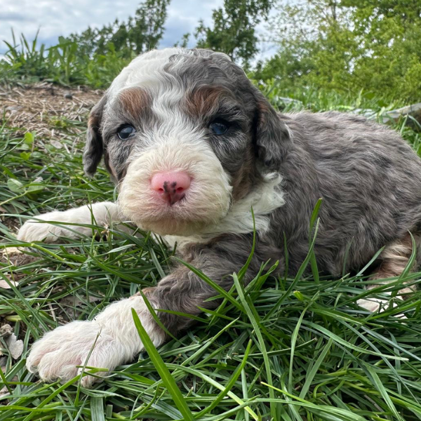 Merle-Bernedoodle