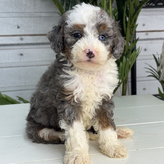 Heterochromia-Bernedoodle