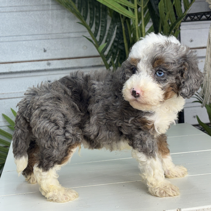 Heterochromia-Bernedoodle