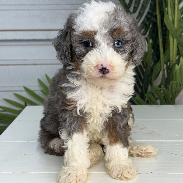 Heterochromia-Bernedoodle