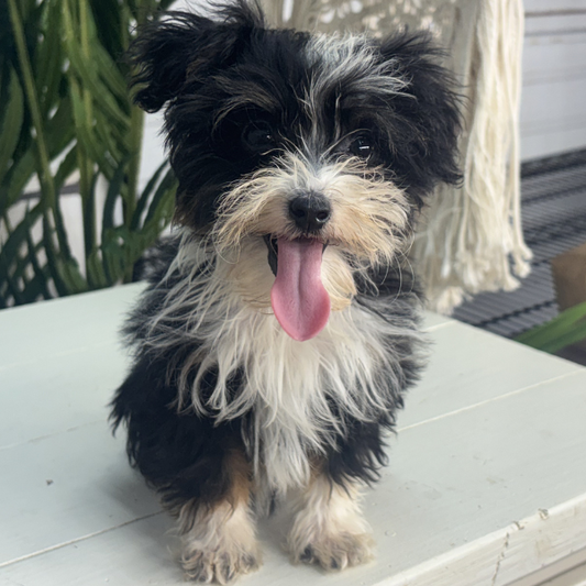 Tri-Color-Bernedoodle