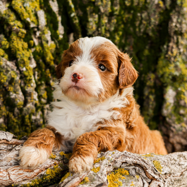 Red-Bernedoodle