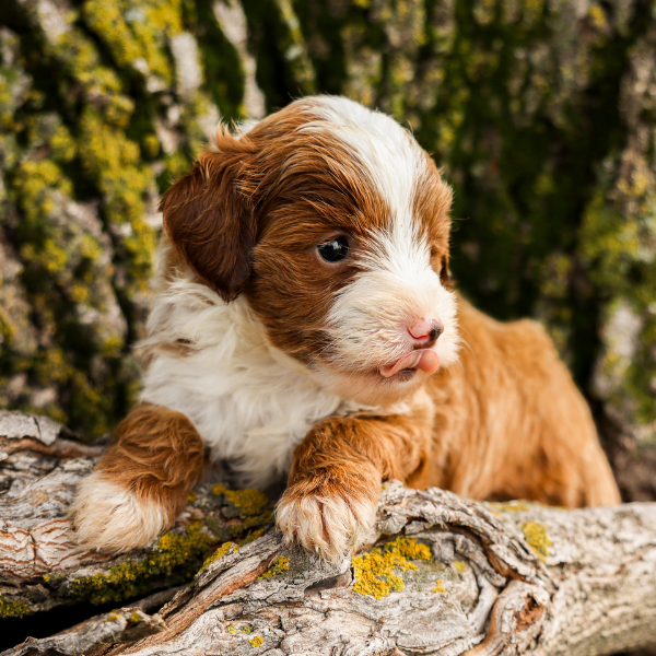 Red-Bernedoodle