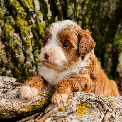 Red-Bernedoodle