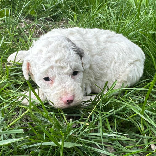 Micro-Bernedoodle