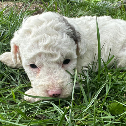 Micro-Bernedoodle