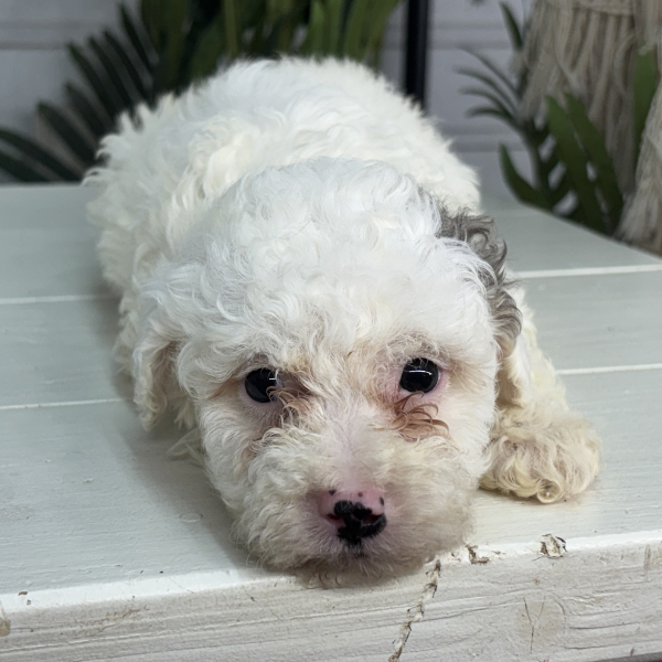 Micro-Bernedoodle