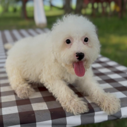 Blue-Merle-Parti
