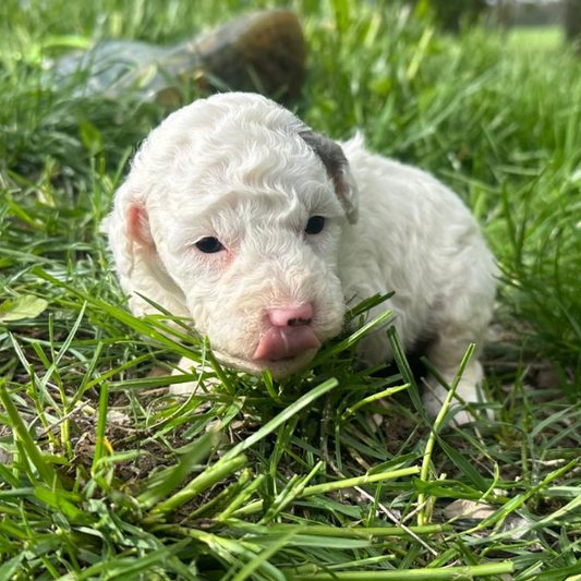 Micro-Bernedoodle