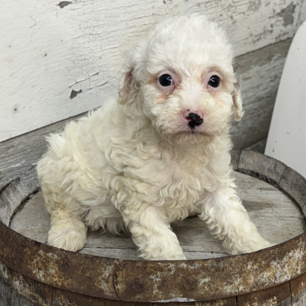 Micro-Bernedoodle