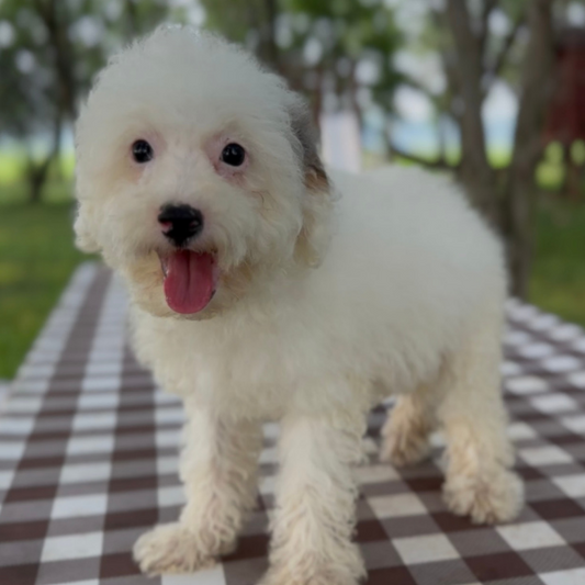 Blue-Merle-Parti