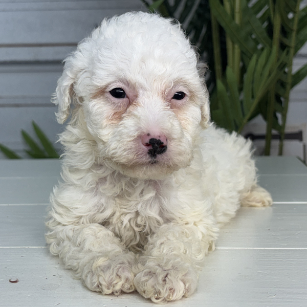 Micro-Bernedoodle