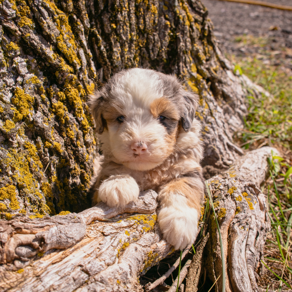 Merle-Micro-Bernedoodle