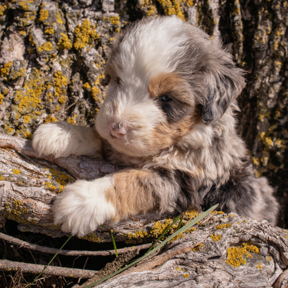 Merle-Micro-Bernedoodle