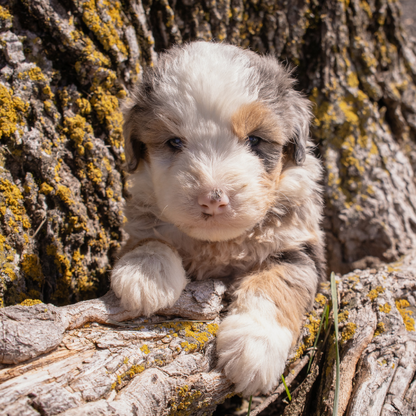 Merle-Micro-Bernedoodle