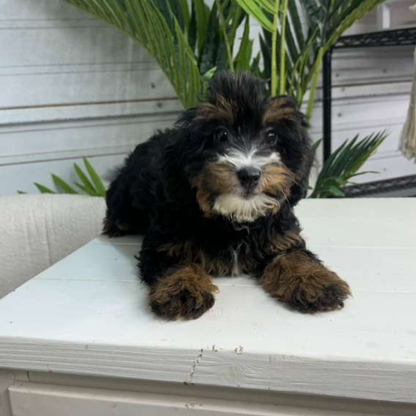 Bernedoodle-Puppy