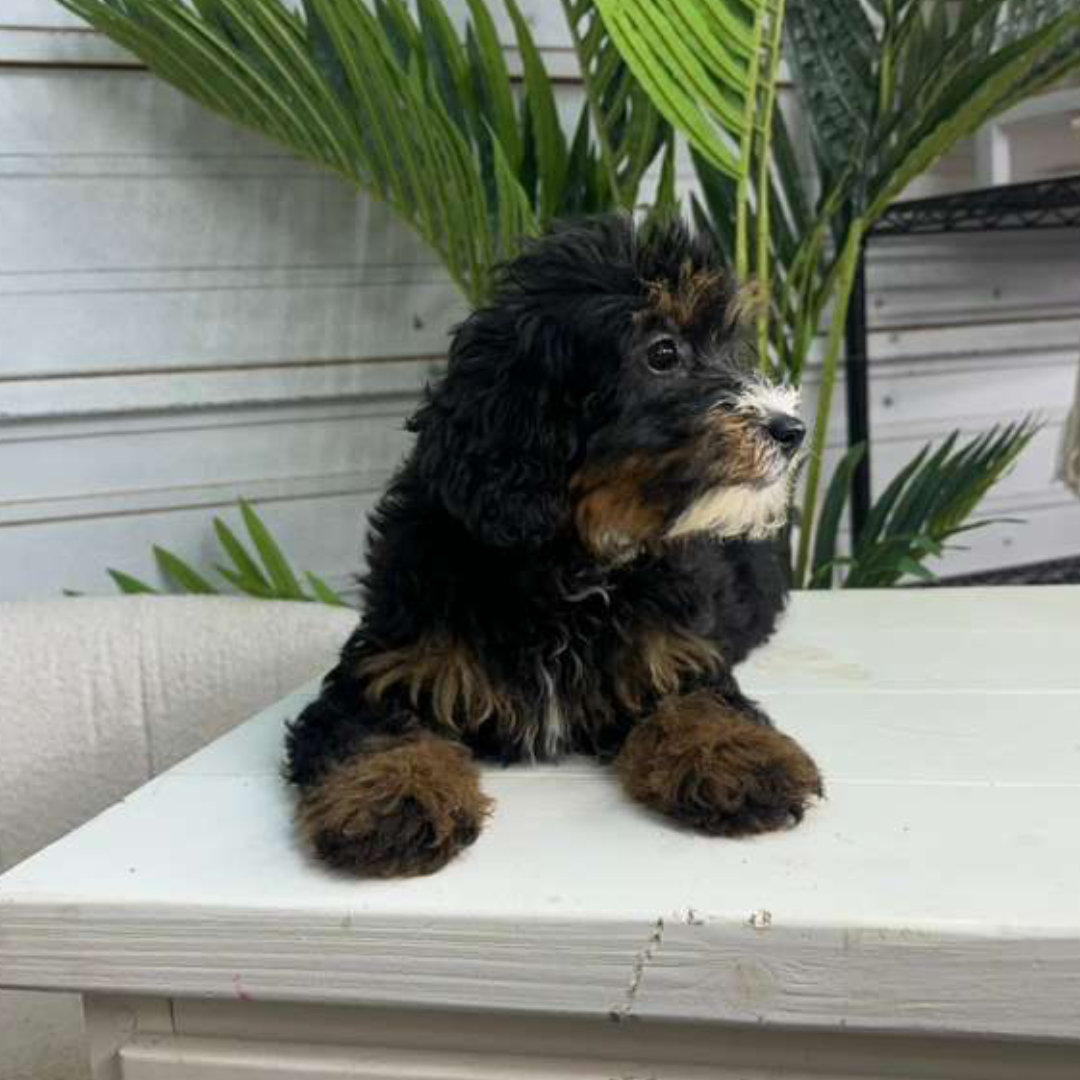Bernedoodle-Puppy