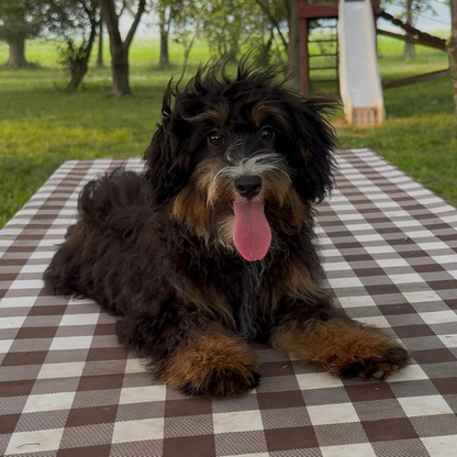 Bernedoodle-Puppy-For-Sale