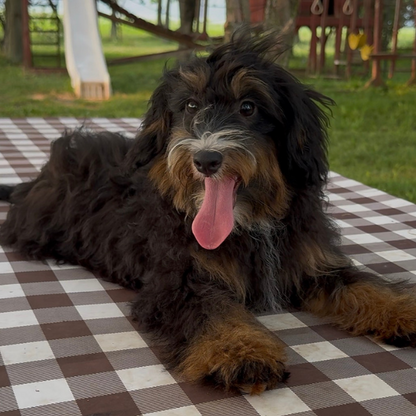 Bernedoodle-Puppy-For-Sale