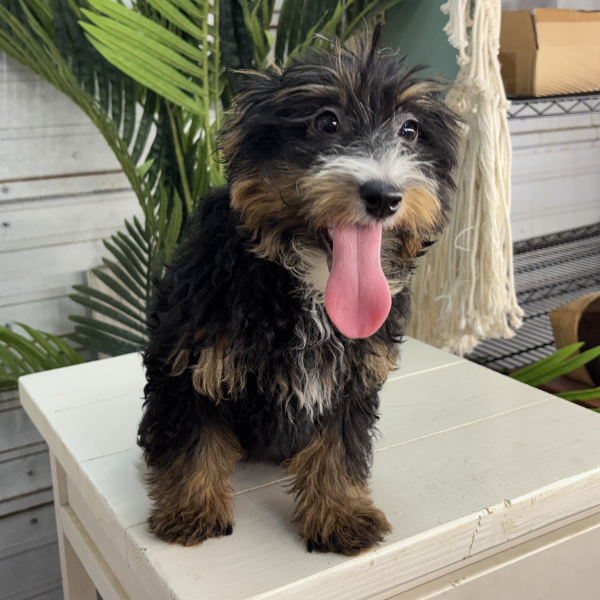 Tri-Color-Bernedoodle