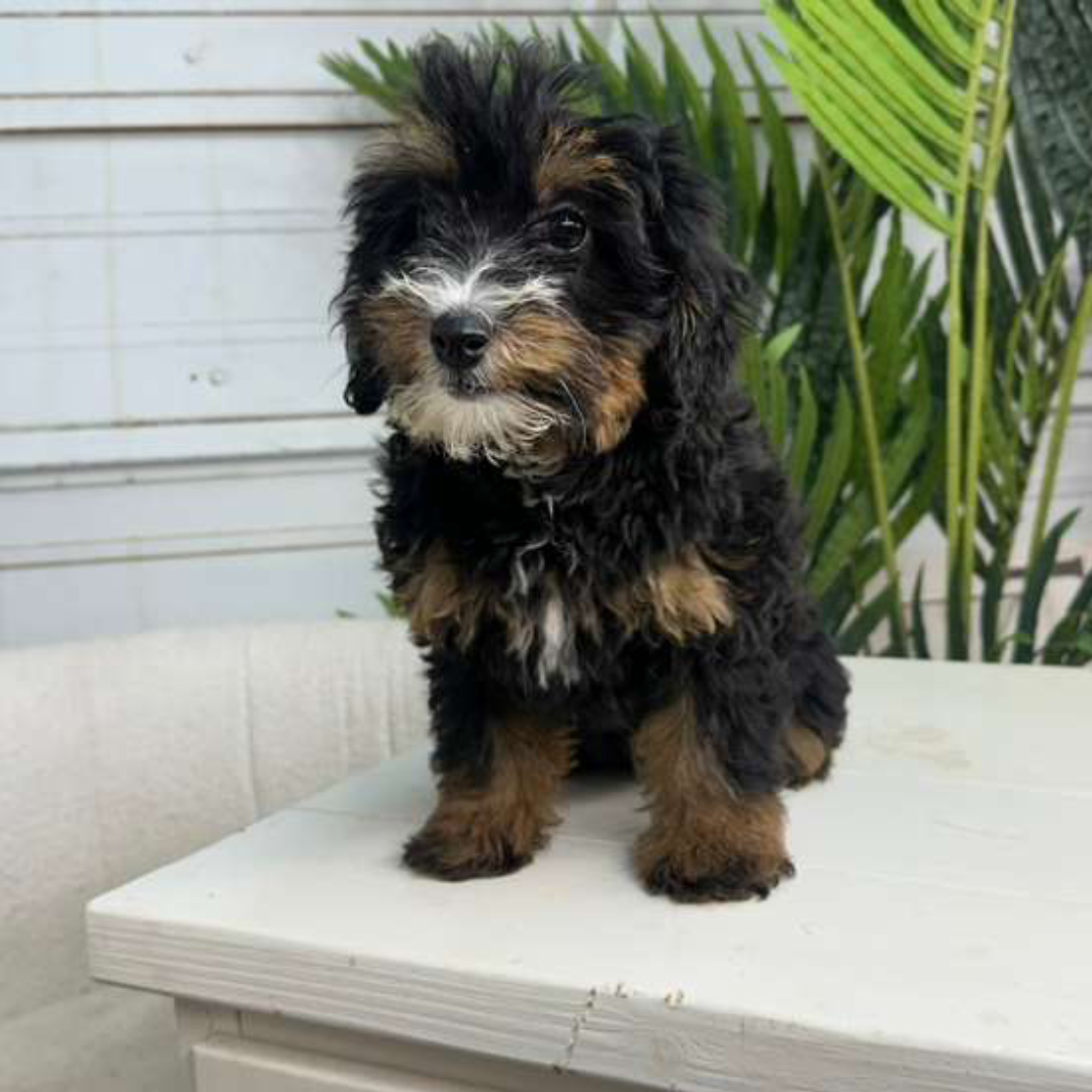 Bernedoodle-Puppy