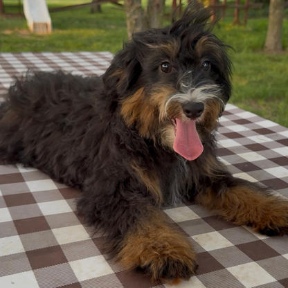 Bernedoodle-Puppy-For-Sale