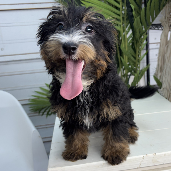 Tri-Color-Bernedoodle