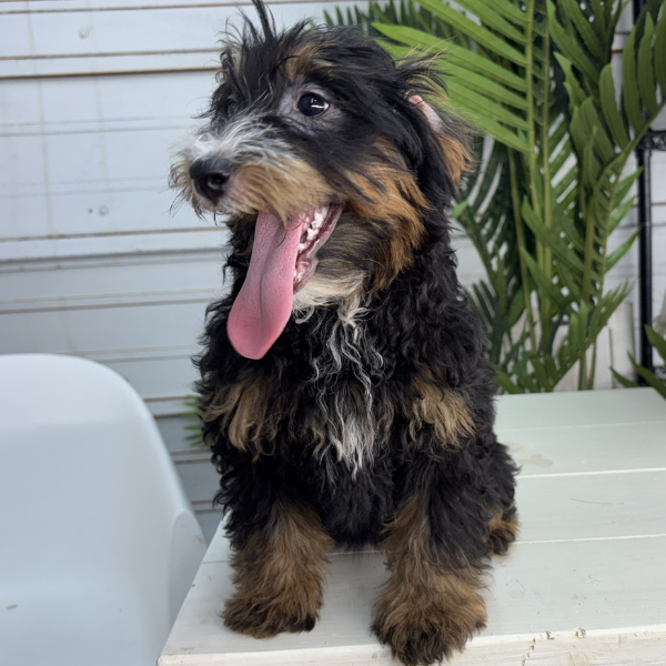 Tri-Color-Bernedoodle