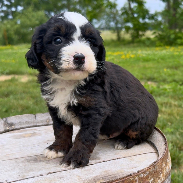 Tri-Color-Bernedoodle