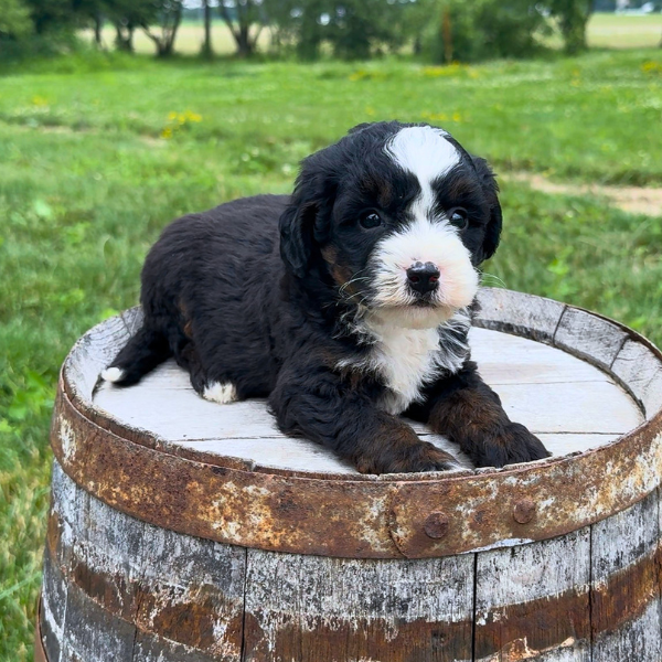 Tri-Color-Bernedoodle
