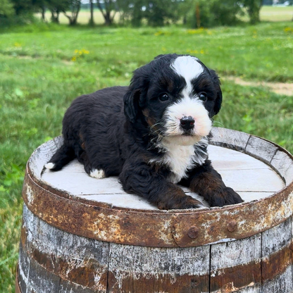 Tri-Color-Bernedoodle