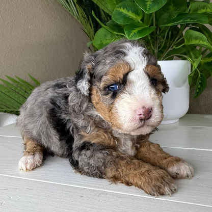 Merle-Micro-Bernedoodle
