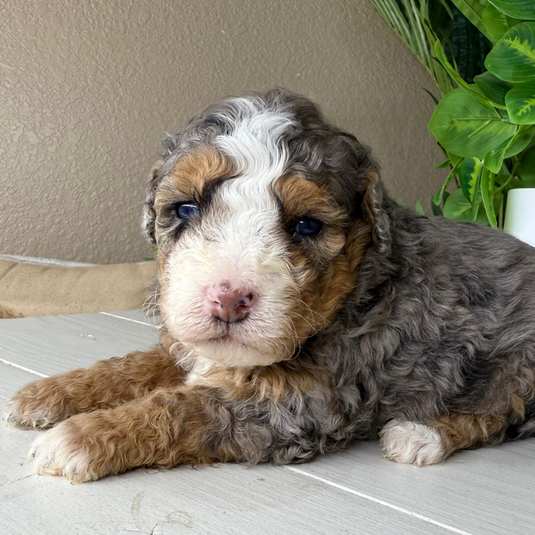Merle-Micro-Bernedoodle