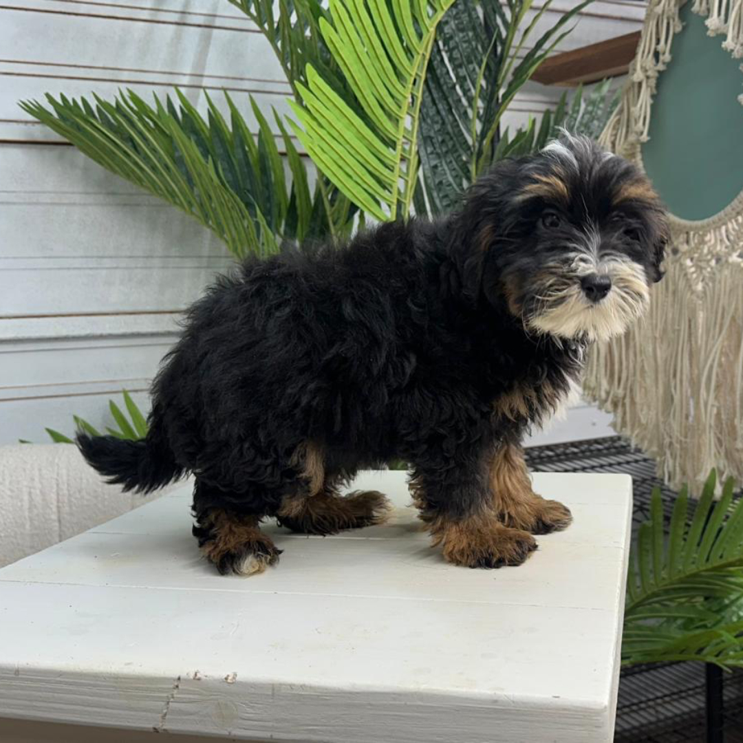 Bernedoodle-Puppy