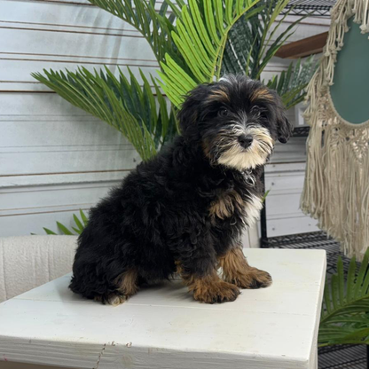 Bernedoodle-Puppy