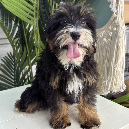 Tri-Color-Bernedoodle