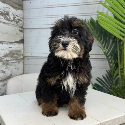 Bernedoodle-Puppy