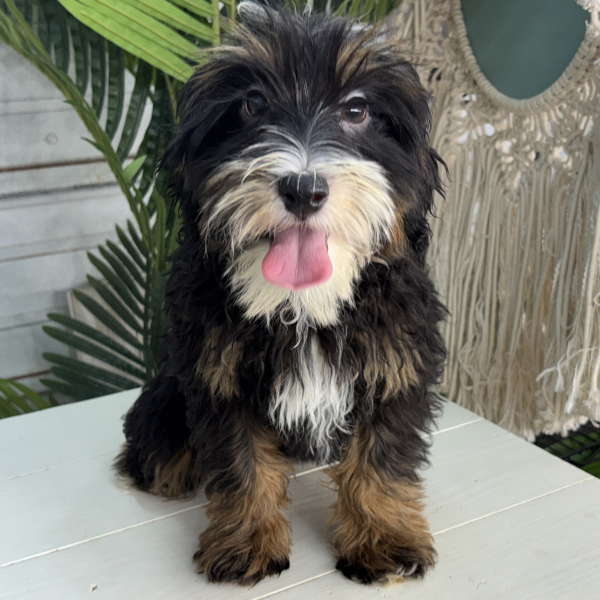 Tri-Color-Bernedoodle