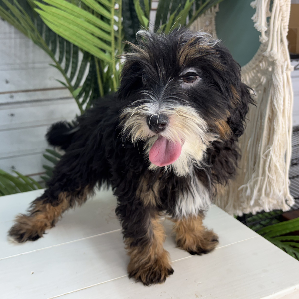 Tri-Color-Bernedoodle