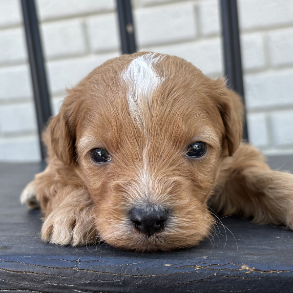 Goldendoodle-Puppy